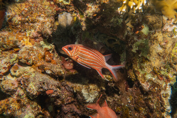 Fish swimming in the Red Sea, colorful fish, Eilat Israel
