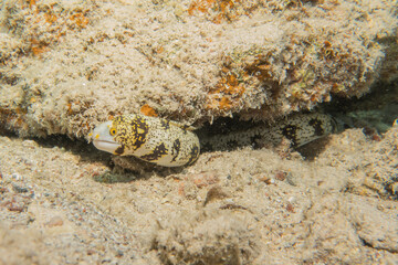 Moray eel Mooray lycodontis undulatus in the Red Sea, Eilat Israel
