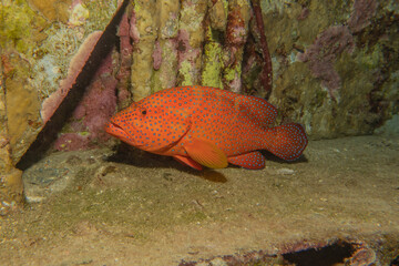 Fish swimming in the Red Sea, colorful fish, Eilat Israel
