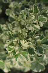 Obraz premium White and green of Ming Aralia's leaves background.