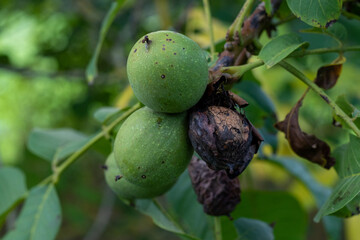 Obraz premium Grüne unreife Walnüsse hängen an einem Walnussbaum im Herbst kurz vor der Ernte 