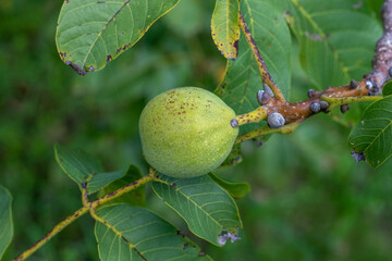 Einzelne unreife grüne Walnuss hängend an einem Baum der Art Juglans nigra im Herbst. 
