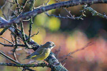 The European greenfinch (Grønnfink)or simply the greenfinch (Chloris chloris) is a small passerine bird in the finch family Fringillidae,Brønnøysund,Nordland county