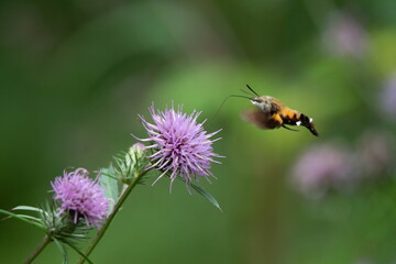 I filmed a bird of prey and a bird of prey.
A scene of feeding activity of a bird of prey, a scene of eating nectar from the flowers of Bakgaksi.
