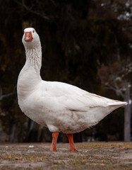 White goose in the Rose Garden