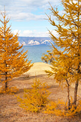 Naklejka na ściany i meble Baikal Lake. Bright autumn landscape with yellowed larches on the coast of Olkhon Island on a sunny October day. Natural background. Autumn travel and outdoor recreation