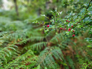 Red berries in a forest in Haarlem in the Netherlands