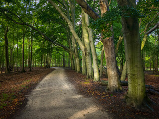 A forest in Haarlem in the Netherlands, with travelers enjoying the beautiful landscape