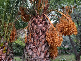 Close up of dates growing on a palm tree, the fresh ripe brown fruits on stems hanging down in clusters high amongst the branches of green leaf strips on trees in exotic garden in Morocco in Summer