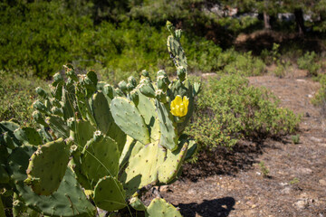 Kaktus z żółtym kwiatem