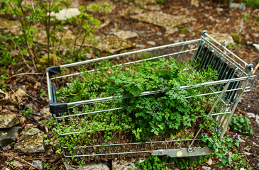 Cart with growing greenery illustrates a concept of locally produced or cultivated vegetables...