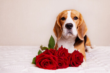 Beagle dog on the bed with a red rose. A postcard with a pet for Valentine's Day, Birthday