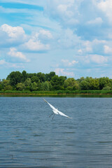 A large white heron bird flies over the water with its wings spread. The Dnieper River and the nature of Ukraine on a summer sunny day