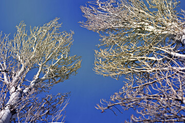 de invierno, árbol, nieve, cielo, blanco, azul, escarcha, naturaleza, catarro, sucursal, hielo,...