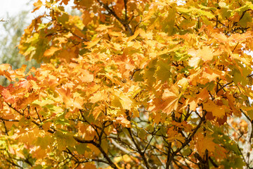 autumn leaves in the park