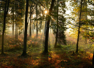 Fototapeta Jesień w lesie o poranku obraz