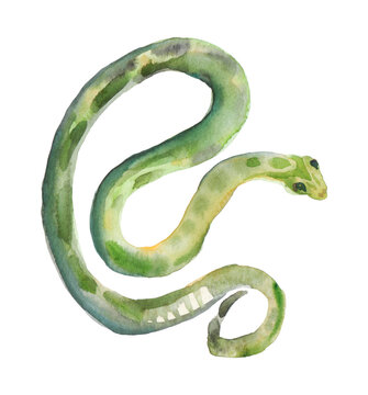 Beautiful green snake with stripes on a white watercolor background. Illustration.