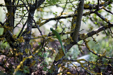 Lizard on a tree branch with long tail spread paws. Back view.