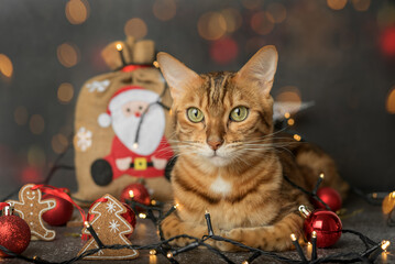 A ginger domestic cat sits on a dark background with Christmas tree lights and decorations.