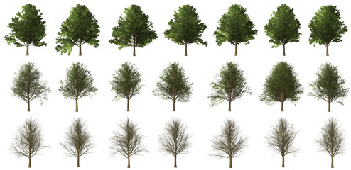 Ahorn tree set with transparent background