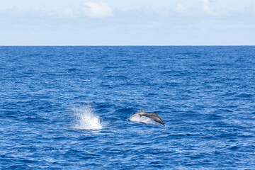 Fototapeta premium Dolphins jump out of the sea in Hualien harbor of Taiwan
