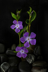 Periwinkle and polished stones