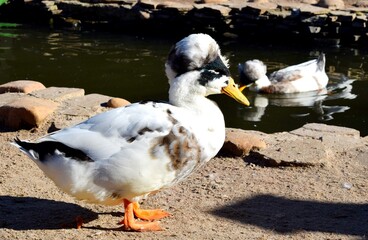 The Crested is a breed of domestic duck.It has its appearance because it is heterozygous for a...