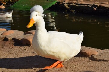 The Crested is a breed of domestic duck.It has its appearance because it is heterozygous for a genetic mutation causing a deformity of the skull.
