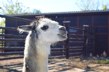 The Alpaca is a species of South American camelid, similar to, and often confused with the llama. However, alpacas are often noticeably smaller than llamas