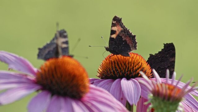 Static view of a colony of black streaked butterflies on violet flowers:one of them in flight.