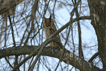 Owl camouflage hiding between branches of tree, winter