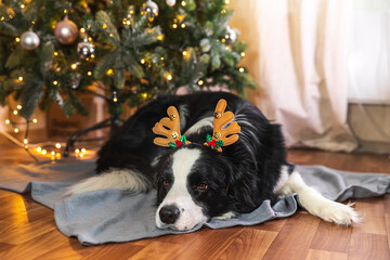 Funny cute puppy dog border collie wearing Christmas costume deer horns hat lying down near christmas tree at home indoors background. Preparation for holiday. Happy Merry Christmas concept