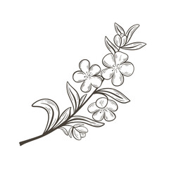 Blossoming branch of sakura, almond or apricot hand drawn vintage engraving. Spring blooms apple tree or peach sketch. Twig with leaves and flowers ink image isolated vector illustration