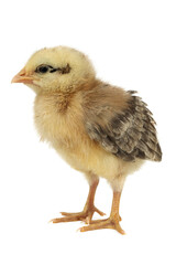 Little chicken on a white background. Studio photography.