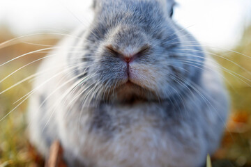 Rabbit mouth and nose, abstract macro