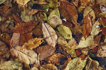 Autumn background of fallen leaves in a puddle. Orange, yellow and green autumn foliage shades. Close up.