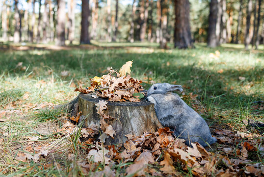 Adorable young rabbit outdoor in autumn forest. Adult grey Bunny Rabbit Sitting Alert in autumn Forest