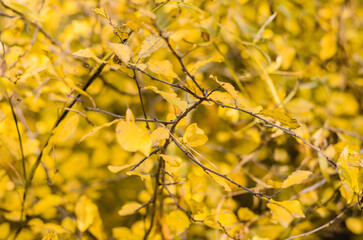 Beautiful autumn forest. Fall