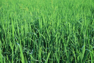 Juicy lush green grass on meadow with drops of water dew in morning light