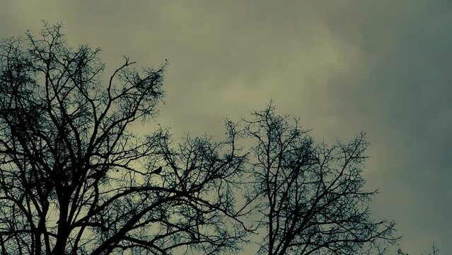 silhouette of trees moved by wind and crows flying by