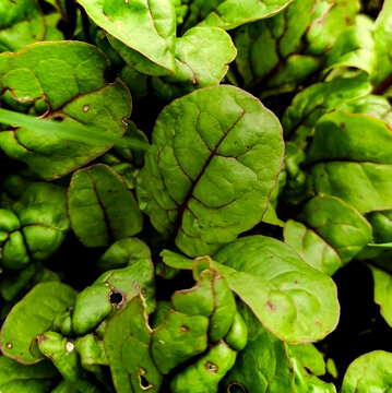 blette rouge, plante potager, alimentation bio, potager, jardiner, blette, l&eacute;gume, agriculture, plantation, feuille
