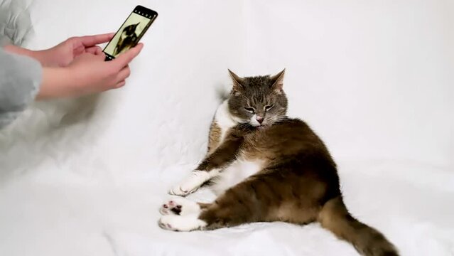 Woman photographing of a cute cat, lying on white sofa, using smartphone. The owner takes a picture of her pet