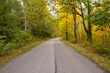 Fototapeta premium Autumn forest in the rays of the sun and the road in autumn colors. Day.