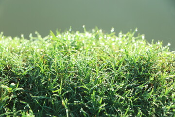 Dew drops on green grass. Close-up