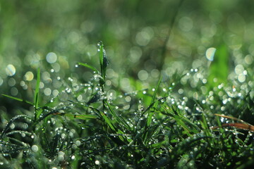 Fototapeta premium Green border of grass. Many dew drops glow and sparkle in sun in morning fresh wet grass in nature. Beautiful blurred circles.