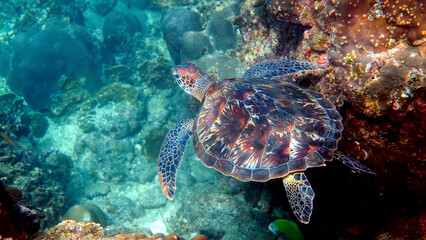 Underwater shot of wild sea turtle swimming among tropical corals and fishes. Aquatic marine life, ocean reptiles in their natural habitat. Wildlife nature
