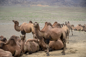 A herd of Bactrian camels grazing in the Mongolian steppe.