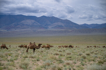 A herd of Bactrian camels grazing in the Mongolian steppe.