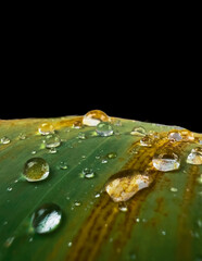 water drops on leaf