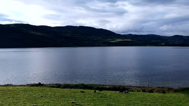 Dolly forward showing Loch Ness with sheep in the foreground, Scottish Highlands